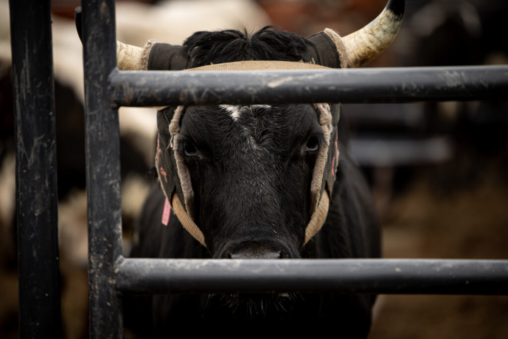 NFR Steers